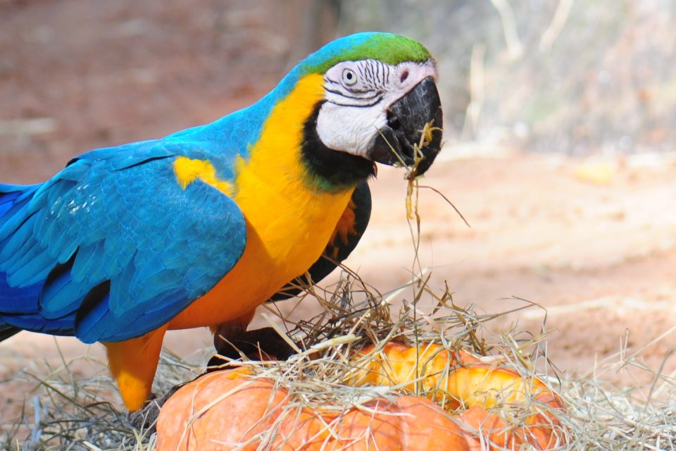 Tradicional Halloween das Aves acontece hoje no Parque