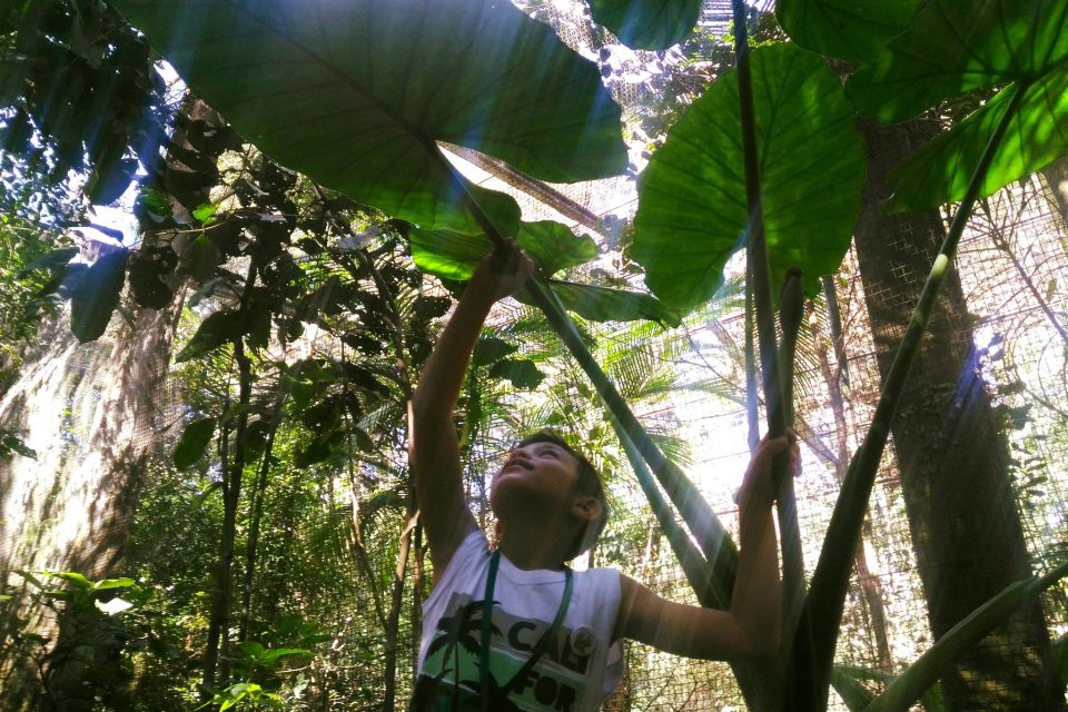 Importância da Educação Ambiental para o futuro do Meio Ambiente