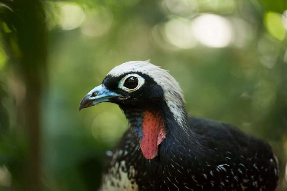 Como os zoológicos podem ajudar na conservação de espécies na natureza?