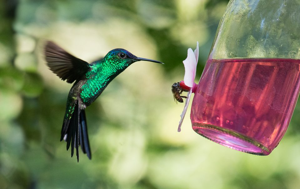 Aves polinizadoras – Beija-flor