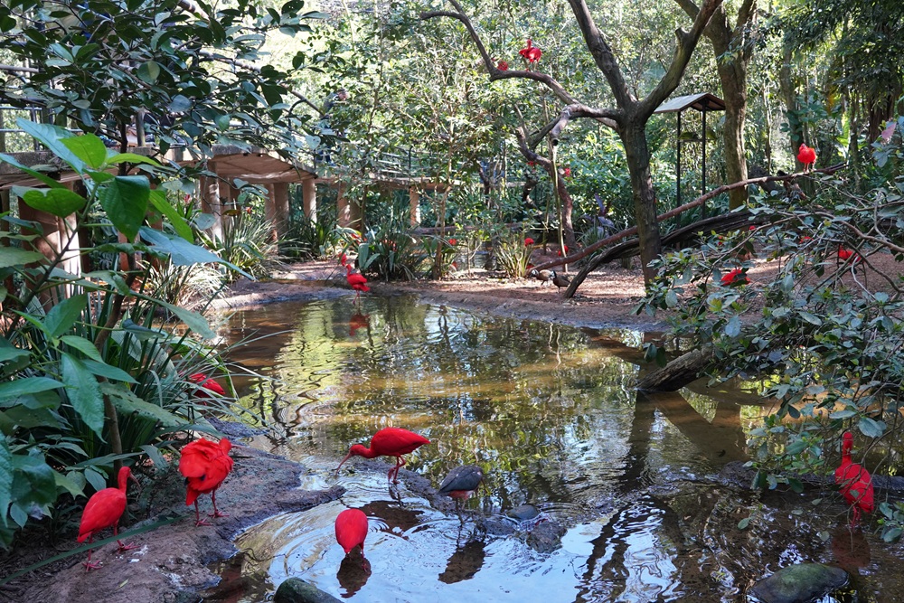 Viveiro Aves de Rios e Manguezais com guarás
