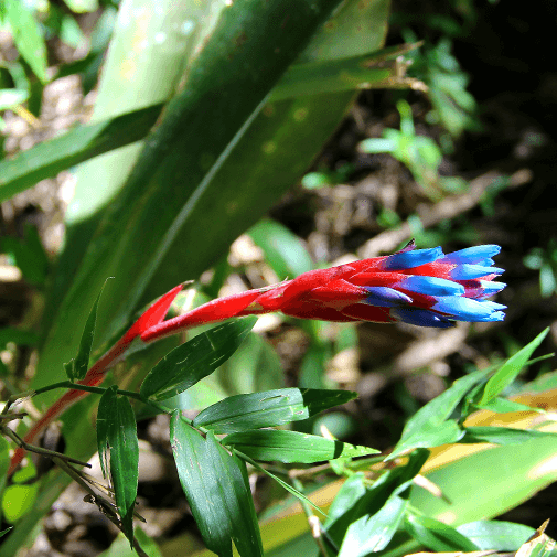 Mata Atlântica é o bioma com mais espécies de fauna e flora ameaçados de  extinção – Legado das Águas