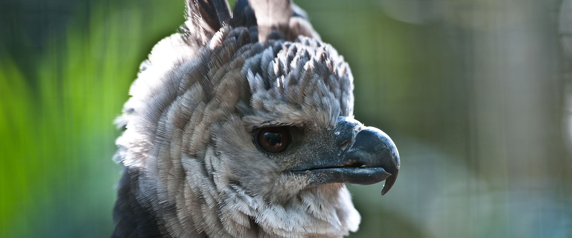 coruja-orelhuda-uma-das-aves-noturnas-do-parque-das-aves