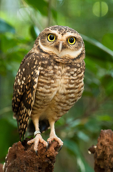 Resgatando corujas da Mata Atlântica - Parque das Aves