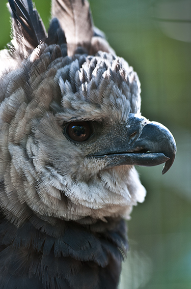 La Arpía Mayor está casi extinta en la Mata Atlántica - Parque das Aves