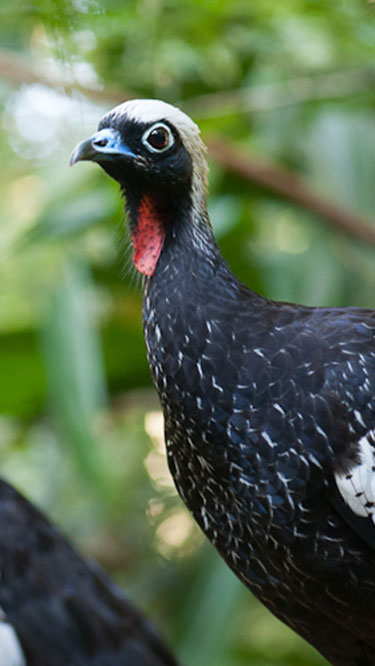 Foto de perfil de um urubu-de-cabeça-preta