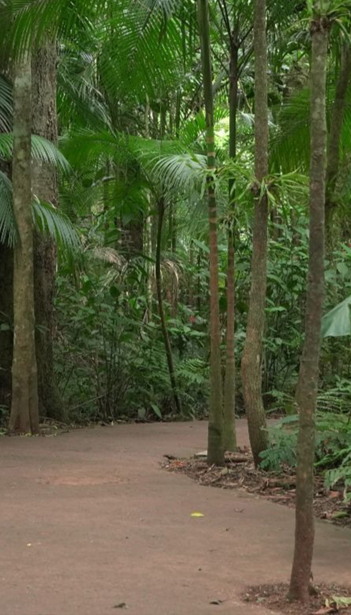 suindara-uma-das-aves-noturnas-do-parque-das-aves