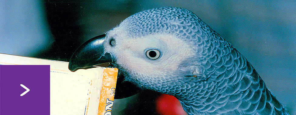 Mediador de trilha orientando visitantes na entrada de um viveiro no Parque das Aves