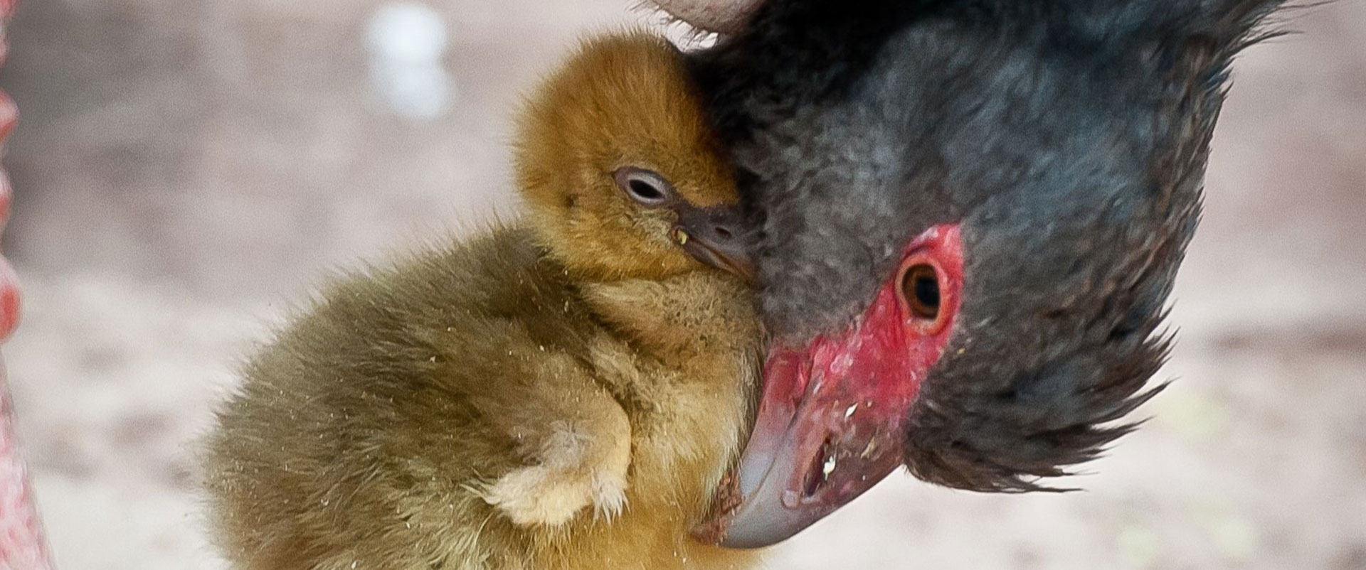 Papagaio-chauá, ave endêmica da Mata Atlântica, em perigo de extinção