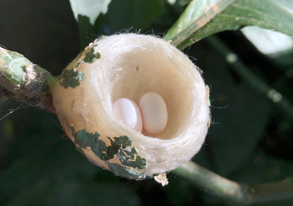Pequeno ninho de beija-flor feito com fibras naturais e camuflado em um galho, contendo dois ovos brancos e ovais.