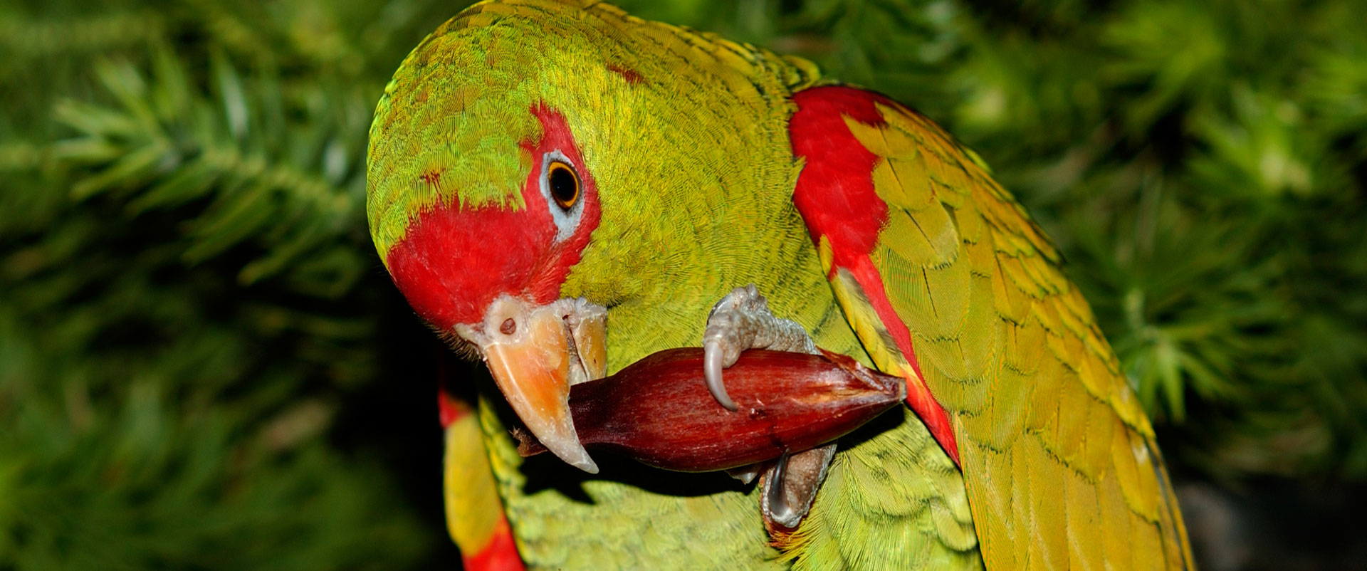 duas-borboletas-pousadas-em-uma-das-plantas-que-atraem-borboletas