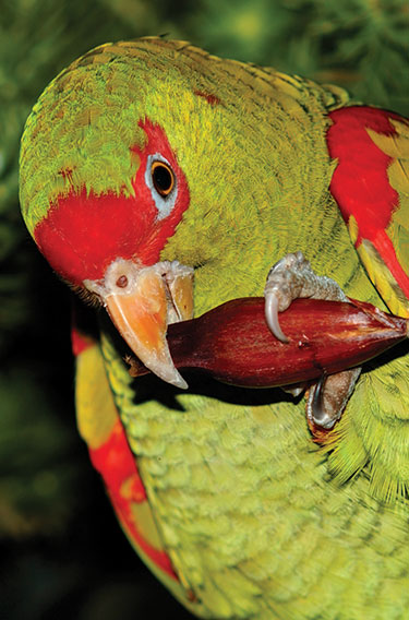 Duas saídas de sete núcleos pousados ​​em galhos finos, um deles se alimentando de um caqui maduro e outro observando ao fundo. A cena acontece entre folhas e arbustos em meio à vegetação.