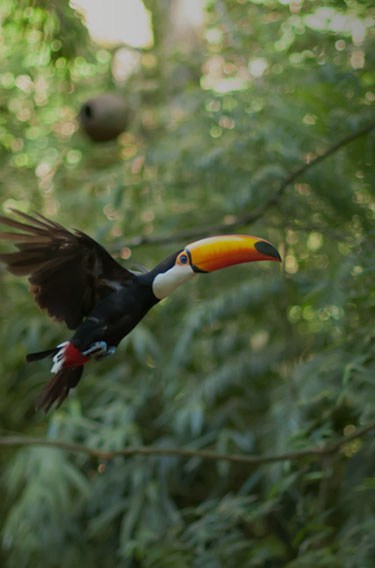 Mata Atlântica é o bioma com mais espécies de fauna e flora ameaçados de  extinção – Legado das Águas