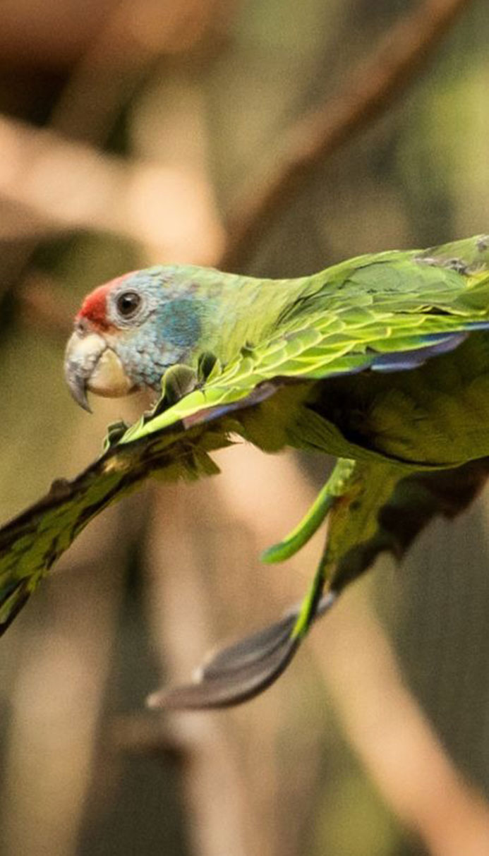 Equipe do Parque das Aves na avenida Paraná para o desfile de aniversário da cidade