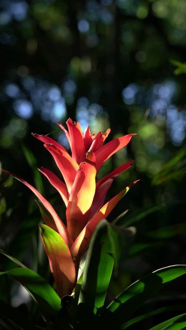 Bromélias da Mata Atlântica: função ecológica - Parque das Aves