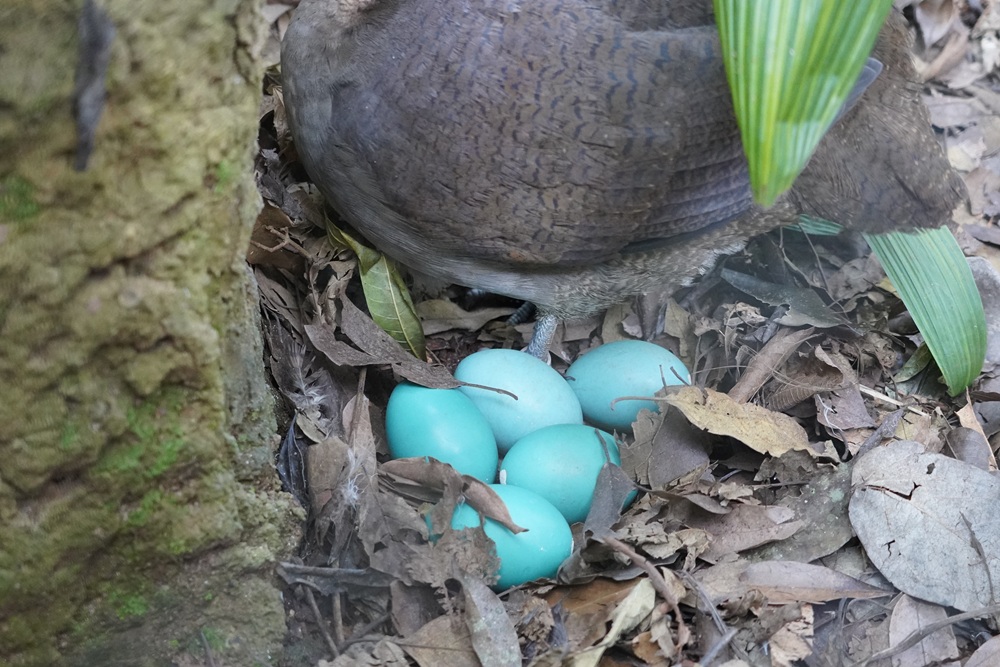 Macuco (Tinamus solitarius) no ninho, entre folhas secas, cuidando de seus ovos azul-turquesa na Mata Atlântica.
