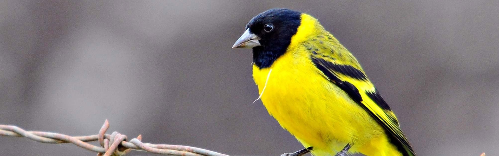 Médica veterinária do Parque das Aves realiza cirurgia de um martim-pescador-grande (Megaceryle torquata) resgatado.