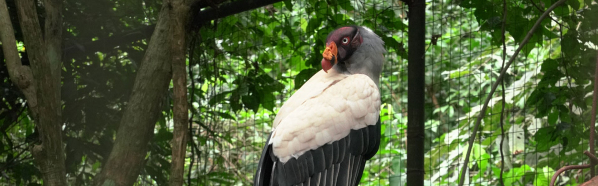 Monitor do Parque das Aves conversando com um grupo de crianças 