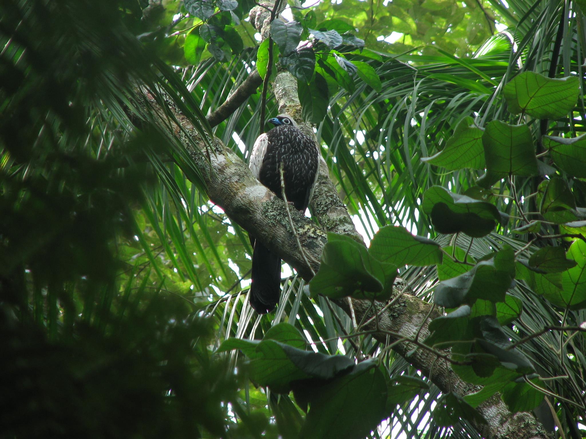 coral-falsa-uma-das-serpentes-da-mata-atlântica