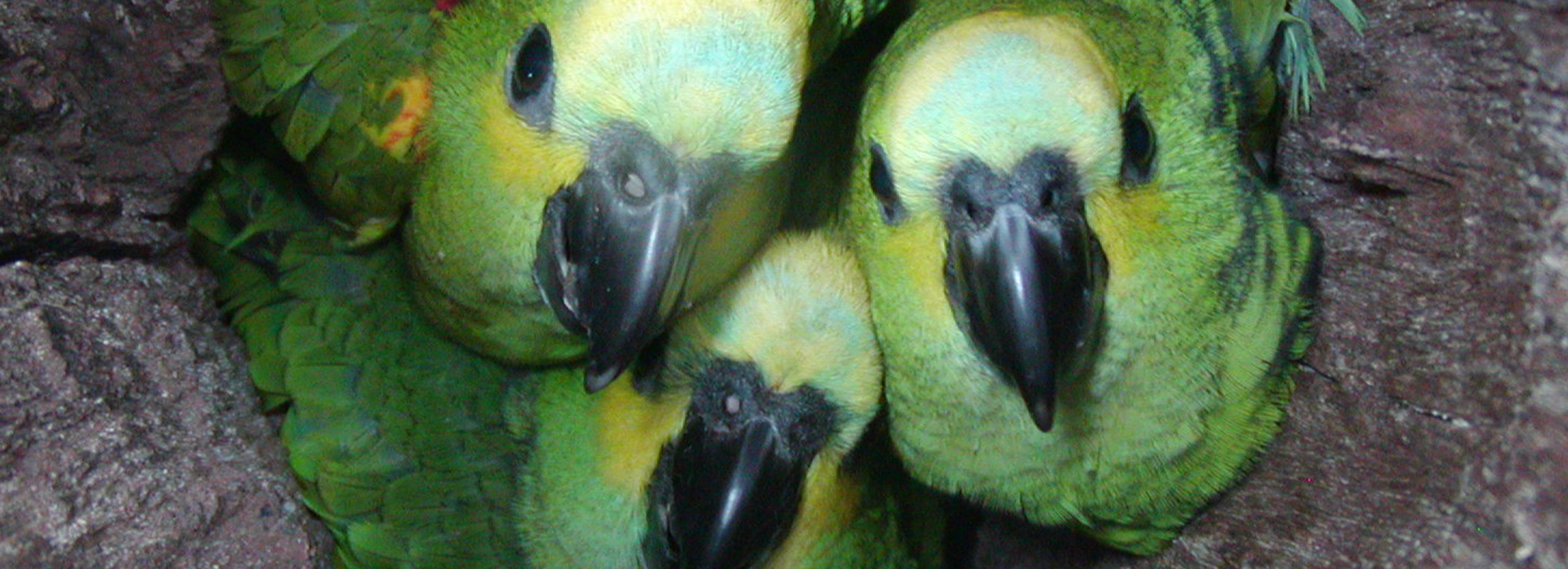 Três filhotes de papagaio-verde empoleirados juntos dentro de um ninho de madeira, com olhos atentos e bicos pretos.