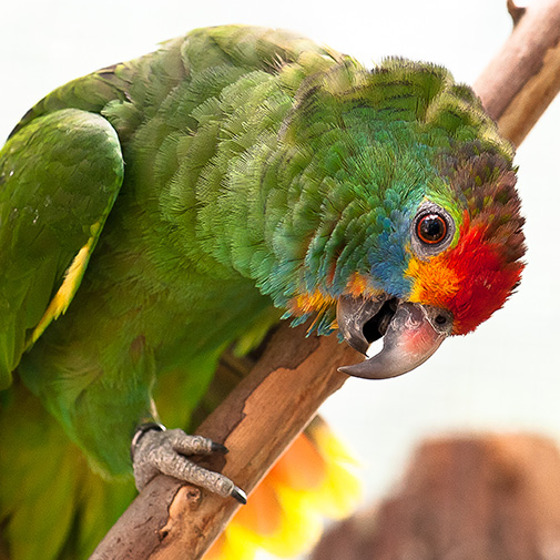 agirucltor-colhendo-cacau-na-cabruca-método-de-agricultura-familiar-que-protege-a-mata-atlântica