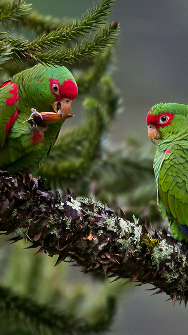 urutau-uma-das-aves-noturnas-do-parque-das-aves