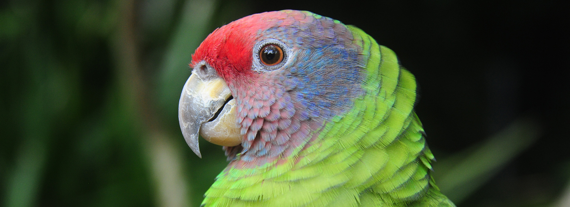 visitante-na-bilheteria-do-parque-das-aves