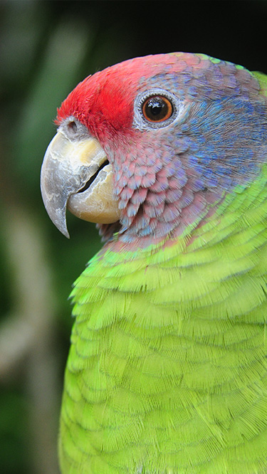 entrada-do-parque-das-aves