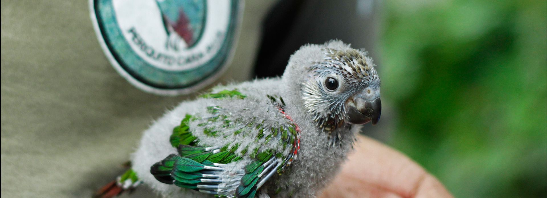 asa-de-borboleta-de-madeira-para-tirar-fotos-no-parque-das-aves