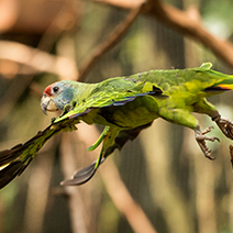 buva-é-uma-das-PANCs-mais-comuns