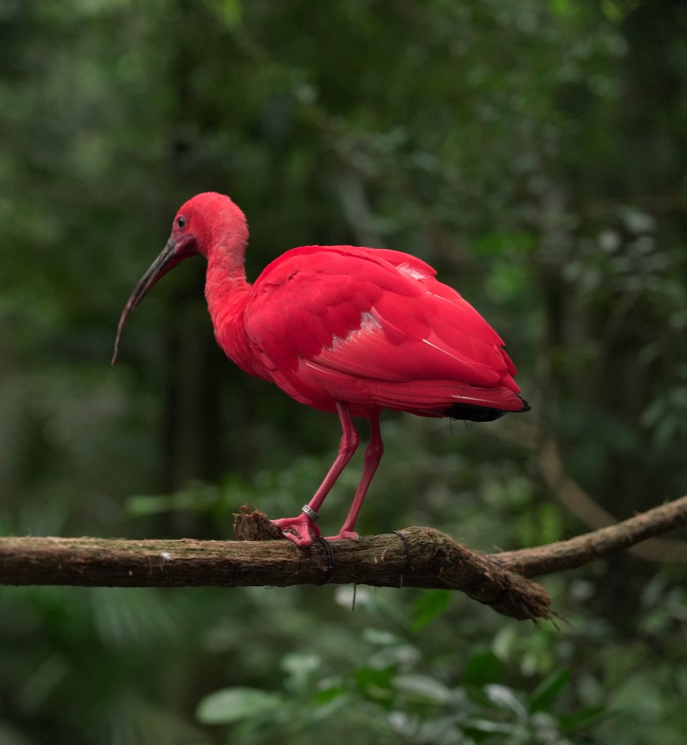 pica-pau-no-parque-das-aves-um-local-que-promove-o-turismo-ecológico