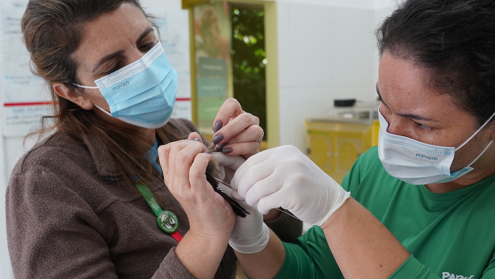 Paloma e Ligia realizando exames em aves no Parque das Aves, instituição agora acreditado pela ALPZA.