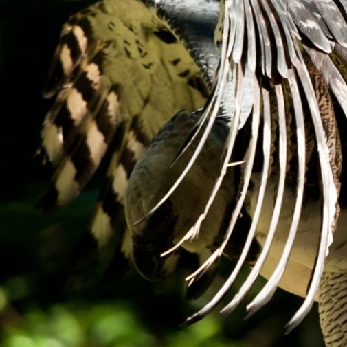 La Arpía Mayor está casi extinta en la Mata Atlántica - Parque das Aves