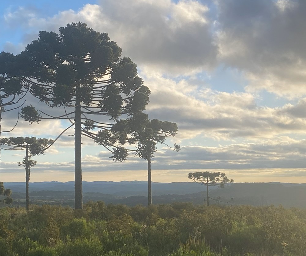 Paisagem da Floresta Ombrófila Mista, também conhecida como Mata de Araucárias, com árvores altas e imponentes de araucária (Araucaria angustifolia) em um fim de tarde, céu nublado e montanhas ao fundo.
