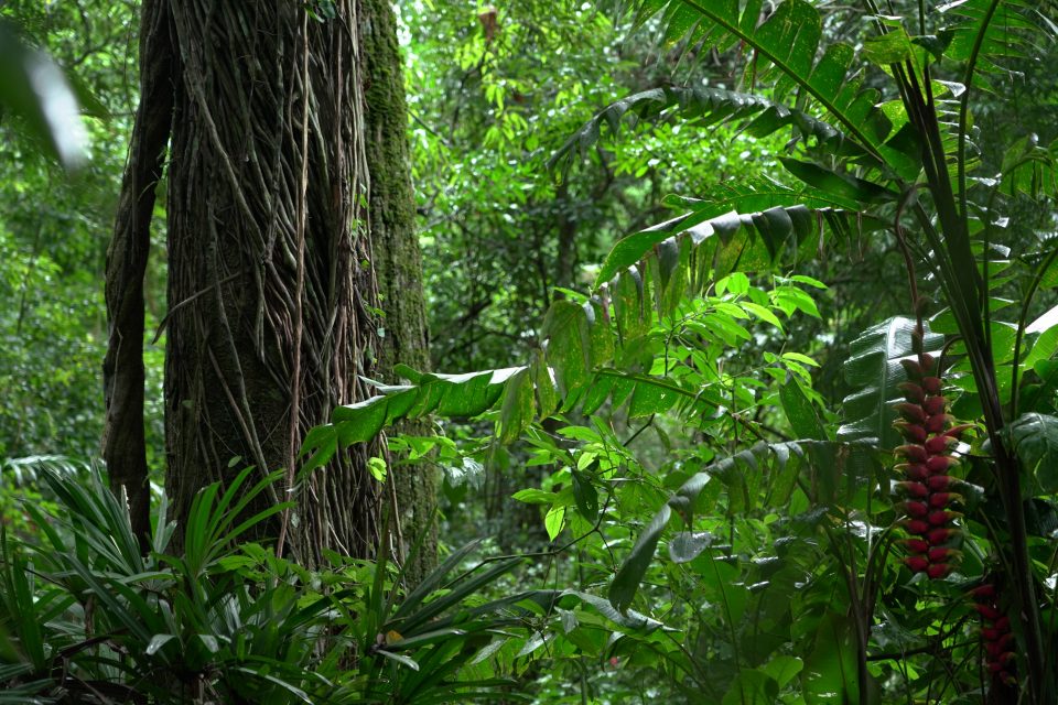 Paisagens da Mata Atlântica