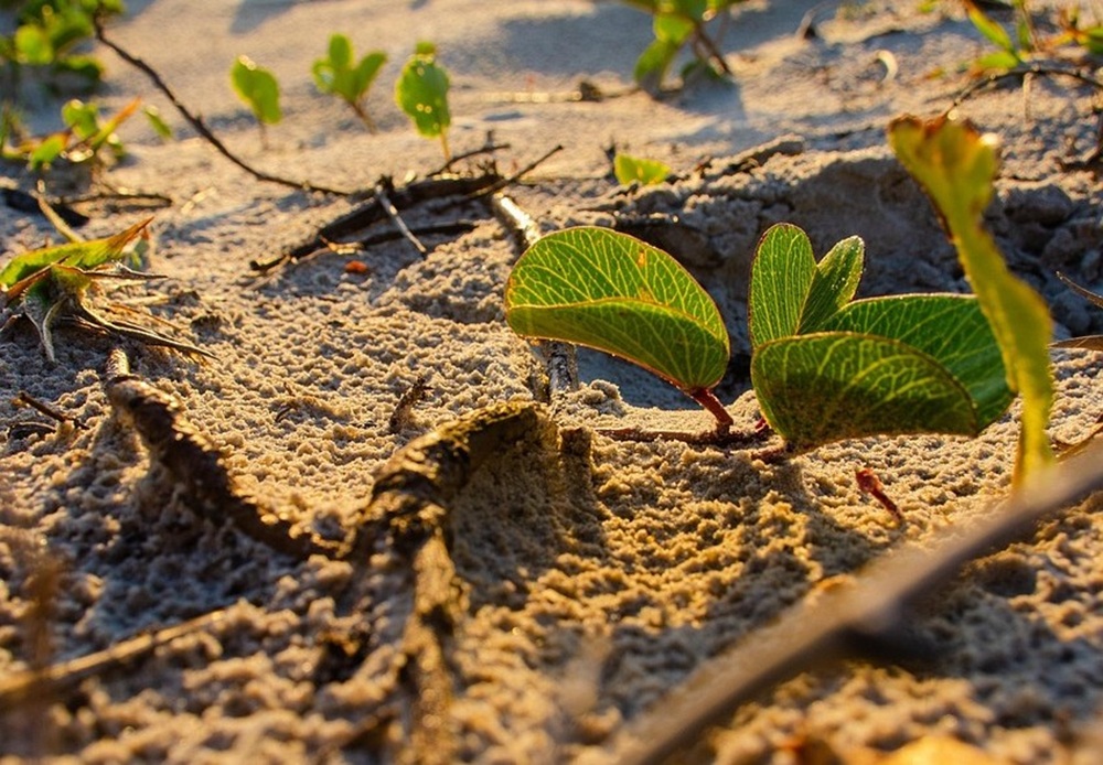 Pequena planta de folhas verdes brotando na areia seca, iluminada pela luz dourada do sol, destacando os detalhes das raízes e do solo.