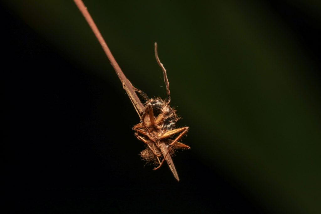 Uma formiga parasitada por um fungo está presa a um galho, evidenciando o ciclo da vida na floresta. Insetos na Mata Atlântica