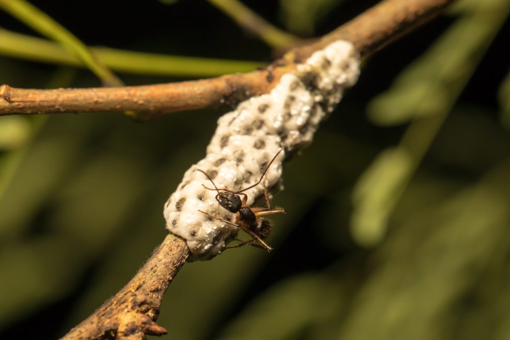 Uma formiga caminha sobre um casulo branco de larvas em um galho, revelando um intrigante processo natural.