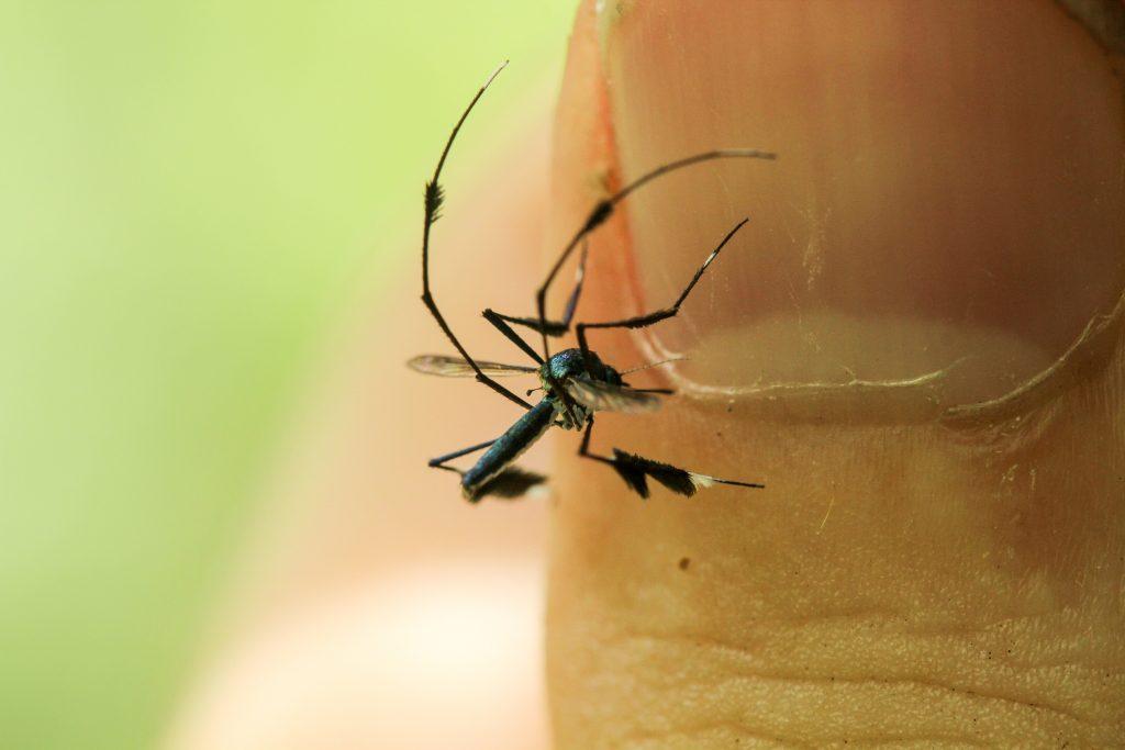 Close de um mosquito pousado sobre um dedo humano, destacando suas pernas longas e antenas sensíveis.