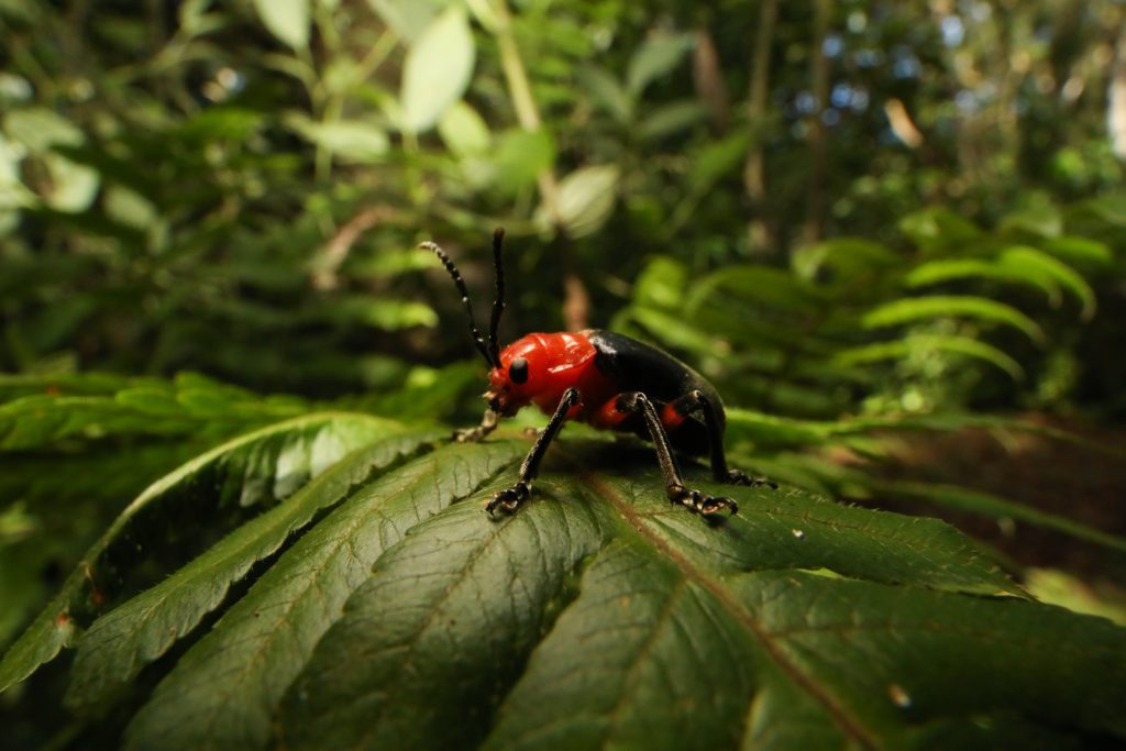 Um besouro com cores vibrantes em preto e vermelho relacionado sobre uma folha verde na Mata Atlântica.