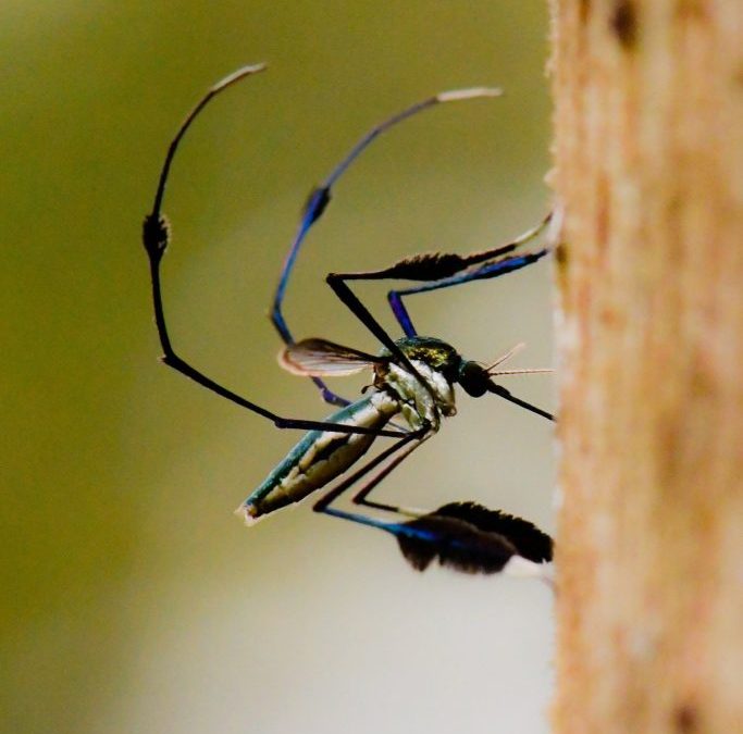 Mundo Pequeno – Mosquito Sabethes