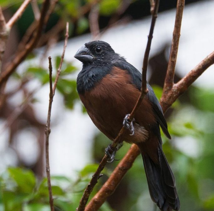 Aves e janelas: como evitar acidentes com sinalização simples