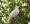 aves