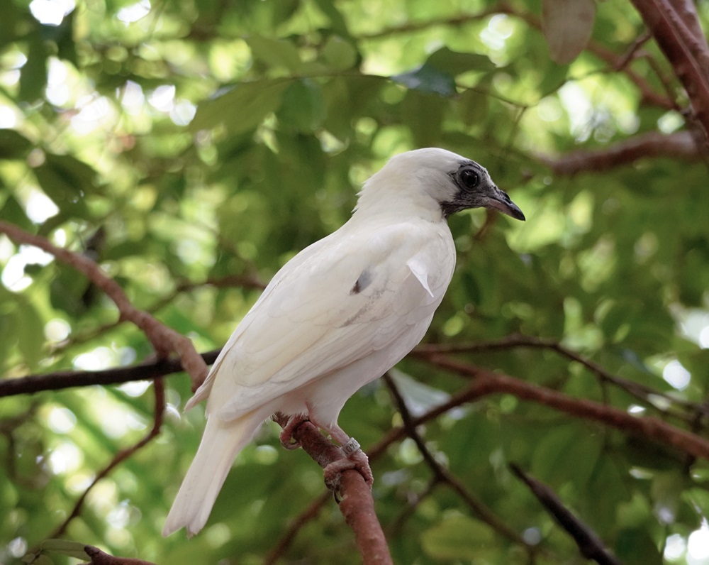 aves