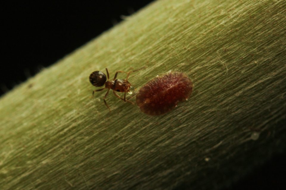 Mundo pequeno – conheça a curiosa relação entre formigas e cochonilhas-de-escama