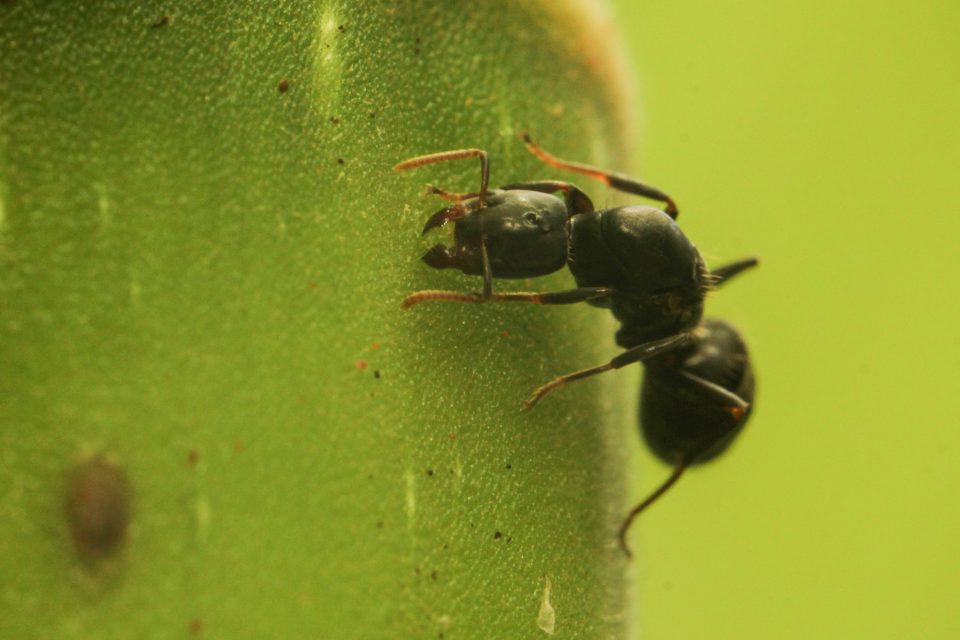 Cecropia e Azteca – Relação da formiga Azteca e a árvore embaúba (Cecropia)