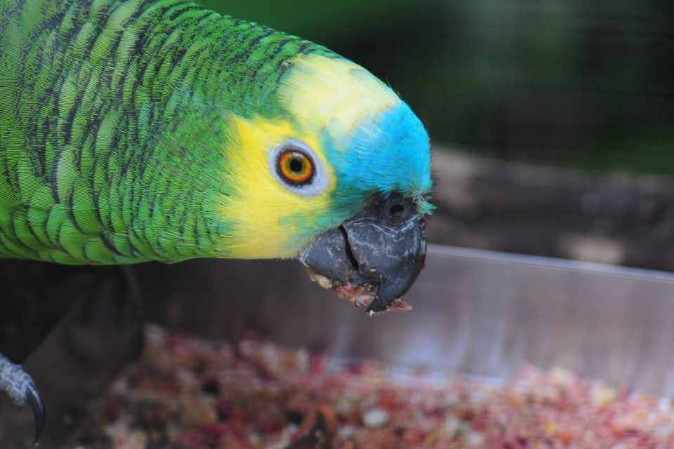 A ciência de comer bem – a arte de nutrir as aves