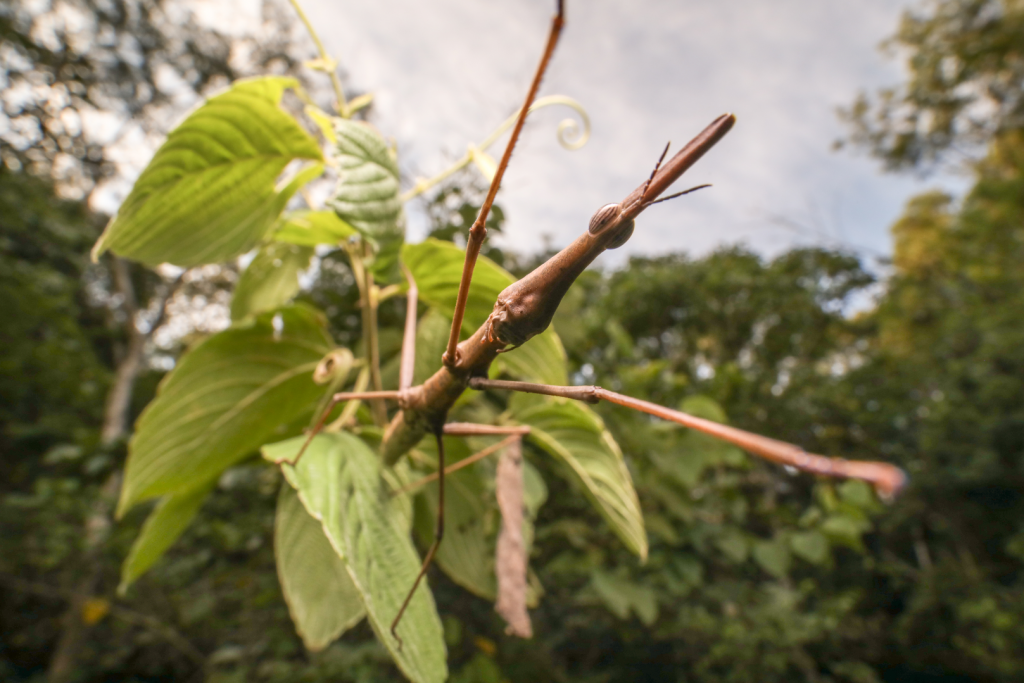 Um bicho-pau perfeitamente camuflado entre as folhas verdes, destacando sua incrível adaptação à natureza. Insetos na Mata Atlântica