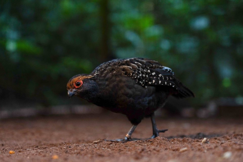 Conheça os pequenos marrons da Mata Atlântica