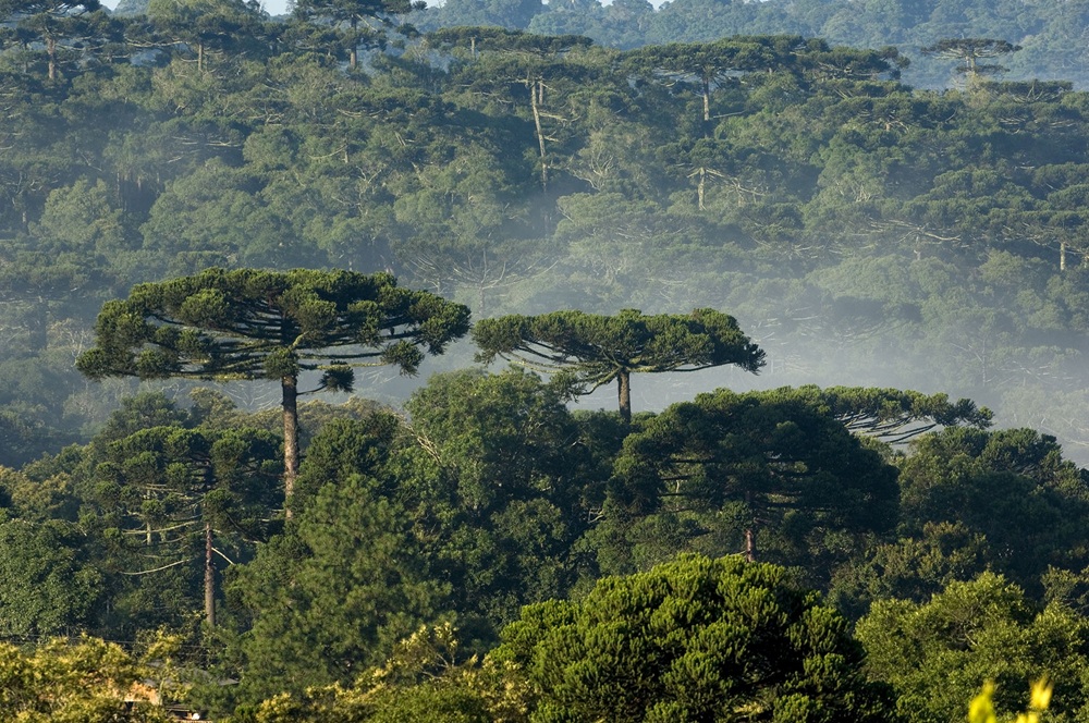 Floresta ombrófila mista com destaque para as araucárias emergindo sobre o dossel, envoltas por névoa.